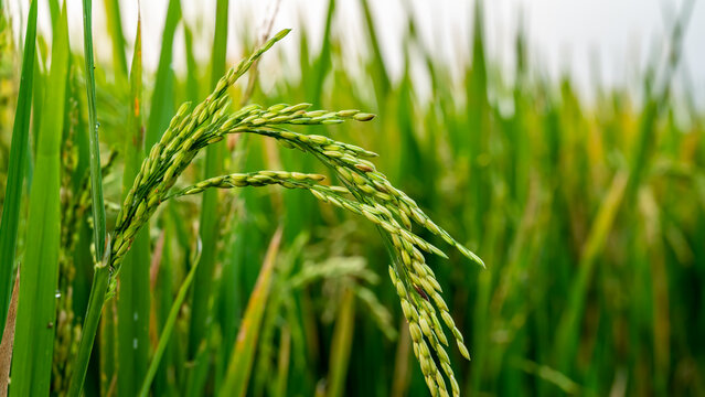 rice fields, rice plant, Oryza sativa, commonly known as Asian rice, is the plant species most commonly referred to in English as rice.