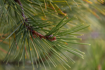 fotografía de una rama de pino