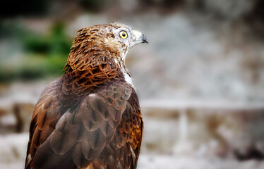 Close-up portrait of  spotted eagle on  blurry background. The bird looks into camera. Space for text.  Wild birds theme.