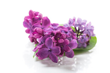 Fototapeta na wymiar small bouquet of beautiful spring lilac dark purple color
