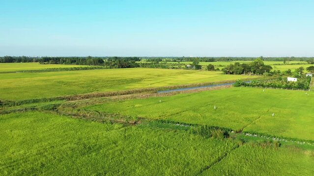 Green rice fields as far as the eye can see in Asia, Vietnam, the Mekong Delta, towards Can Tho, in summer, on a sunny day.