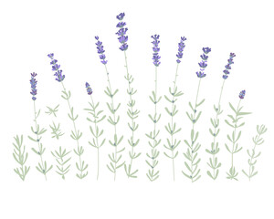 Fototapeta na wymiar Set of lavender flowers elements. Botanical illustration. Collection of lavender flowers on a white background. Vector illustration bundle.