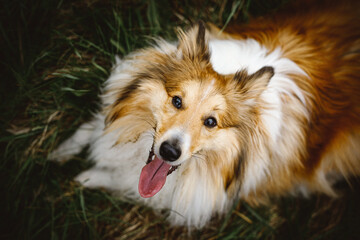 The dog looks at the owner with a crazy look and protruding tongue.