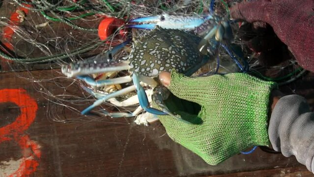 Close up fisherman hand catching crab from the sea