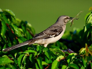 Mockingbird with nesting material