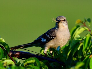 Mockingbird, nesting materials, 