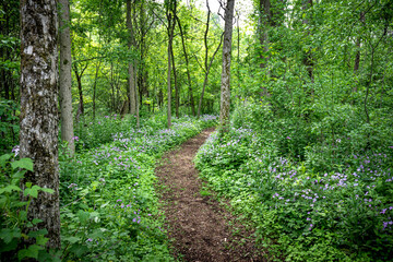 Spring woods flowered path