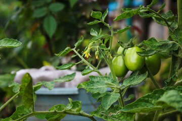 green tomatoes in the garden