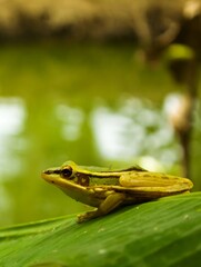frog in the pond