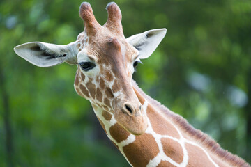 portrait of a giraffe