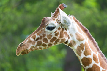 close up of giraffe head