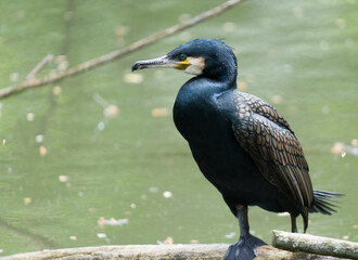 cormorant