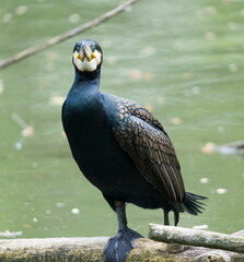 cormorant