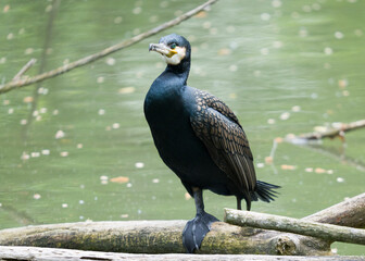 cormorant