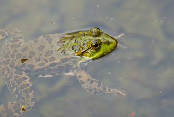 frog in the pond