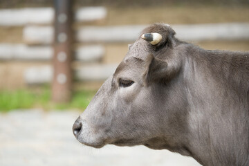 close up of a cow