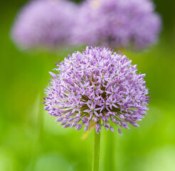 close up of a flower