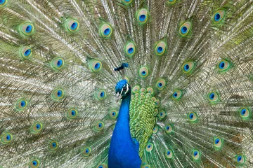 Fotobehang peacock with feathers out © Matthias Gansl