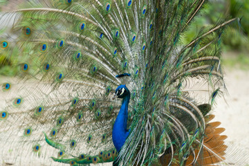 peacock with feathers out