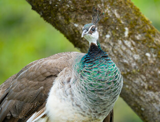 portrait of a peacock