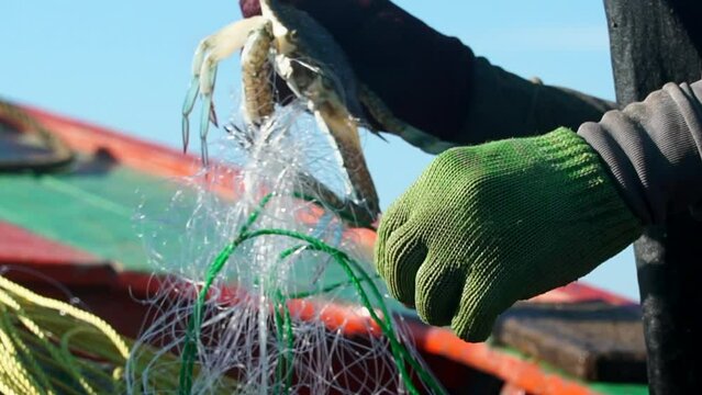 Close up fisherman hand catching crab from the sea