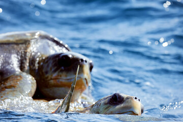 Mating of sea turtles in the open ocean. Olive ridley sea turtles or Lepidochelys olivacea during...