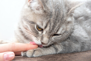 A small playful gray kitten licks the hand of a caucasian woman. The kitten wants to play. Little affectionate kitten.