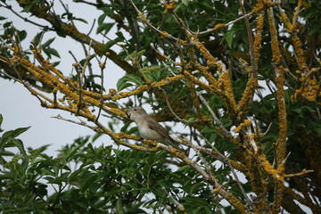garden warbler (Sylvia borin) singing from lichen covered tree branch