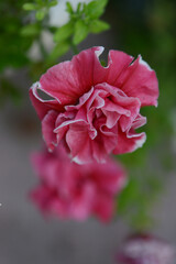 Pink flower close-up, macro photography, blooming background.