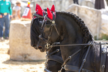 Horse driving competition: Portrait of a team of two friesian horses  pulling a horse carriage