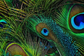 Obraz premium Peacock feather closeup. Peafowl feather. Mor pankh. Abstract background.