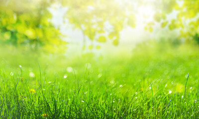 green grass background with sun rays and green branch with leaves