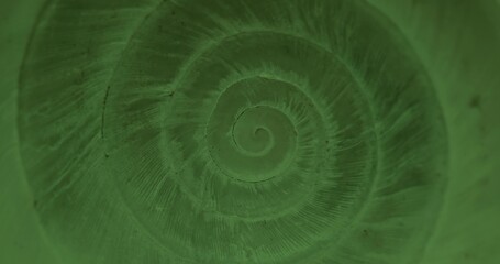 Rotating closeup of gastropod shell - obrazy, fototapety, plakaty