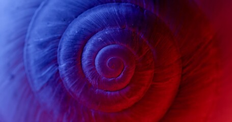 Rotating closeup of gastropod shell - obrazy, fototapety, plakaty