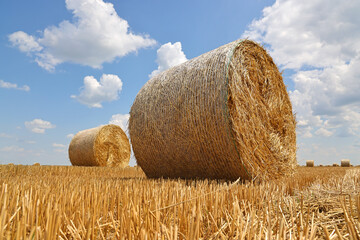 Crop wheat rolls of straw in a field after wheat harvested in agriculture farm, landscape rural scene, bread production concept, beautiful summer sunny day clouds in the sky