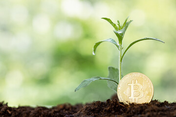 Bitcoin in the soil with a young plant. The concept of money growth.