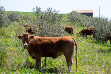 Cow on the field of grass in countryside