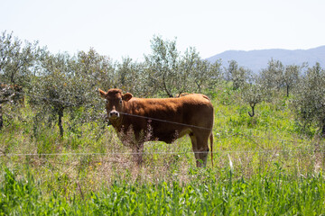 Cow on the field of grass in countryside