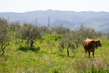 Cow on the field of grass in countryside