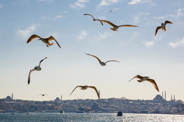 The birds flock over the city.