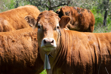 Cow on the field of grass in countryside