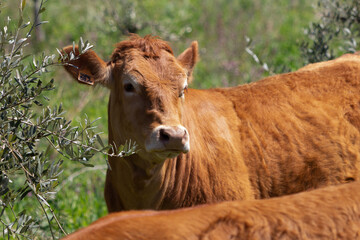 Cow on the field of grass in countryside