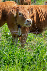 Cow on the field of grass in countryside