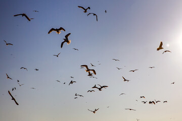The birds flock flying in a sky.