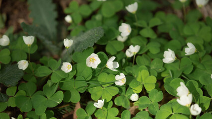four leaf clover blossom in spring, st patrick's day concept