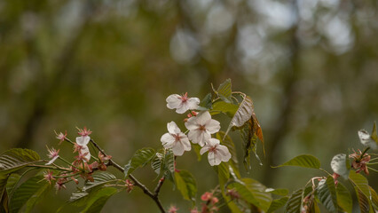 pink sakura blossom in spring, blurred background with bokeh