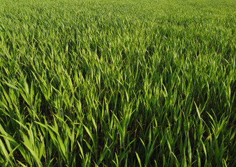 agriculture. green field of early wheat at sunset sunset sunlight movement. green grass sways in lifestyle the wind. Natural texture background, young wheat sprouts waving in wind. Harvest organic
