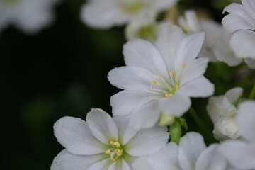 pure white Lewisia cotyledon flowers with copy space