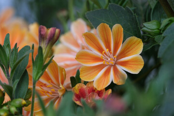 close up orange color Lewisia cotyledon flowers with green leaves  - obrazy, fototapety, plakaty