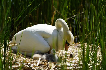 Mute swan with 4 young chicks in the nest (Cygnus olor) Anatidae family, at Stoecken Cemetery,...